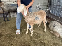 Ram, Hissar sheep — photo 4