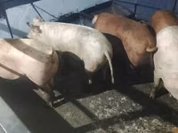 Sow, Pigs — photo 2