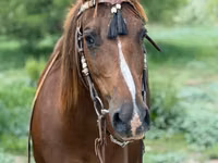 母马, Quarter Horse — 照片 6