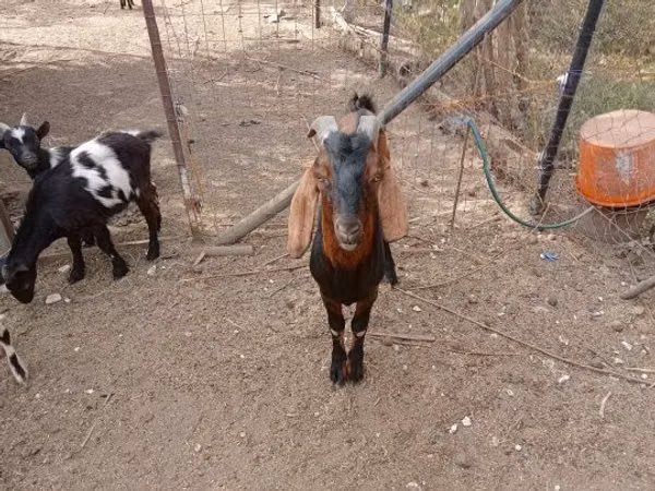 Goat, Goats — Hungary