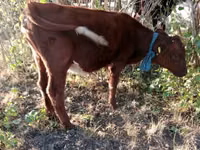 公牛, Simmental cattle — 照片 3
