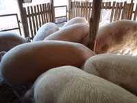 Sow — photo 6
