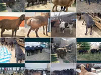 قوچ, گوسفند — عکس 2