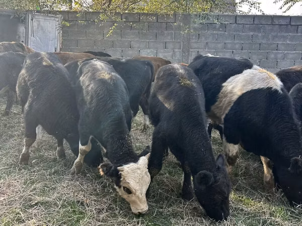 Bull, Aberdeen-Angus