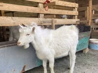 Goat, Saanen goat — photo 5