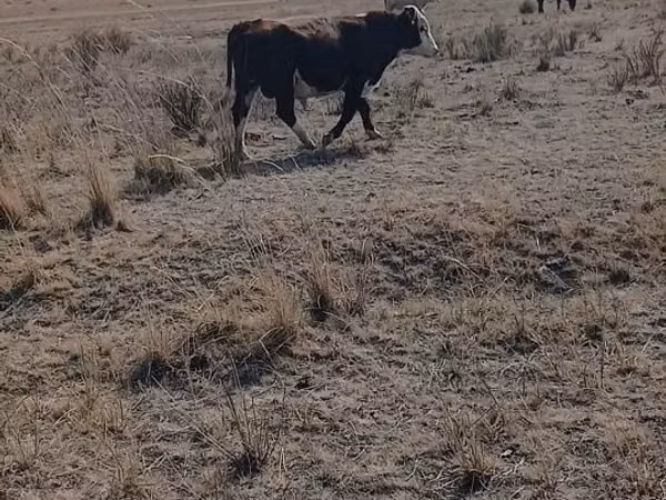 Bull, Cattle — Kazakhstan
