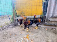 وایندوت — عکس 1