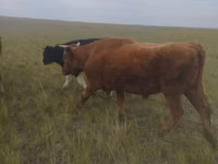 公牛, Russian Black pied cattle — 照片 2