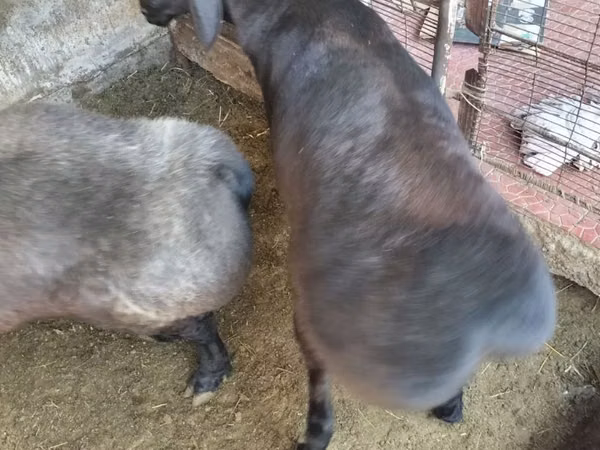 Ram, Arashan sheep — Uzbekistan