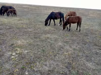Mare, Horses — photo 5