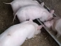 Sow, Pigs — photo 1