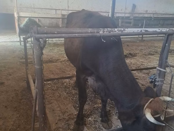 Vache, Bovins — Kirghizstan