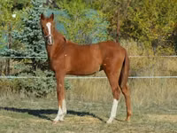 Cavallo, Kisber felver — foto 7