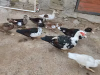 Ducks — photo 3