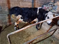 Vaca, Russian Black pied cattle — foto 1