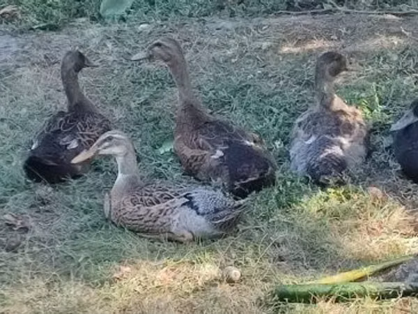 ایندین رانر