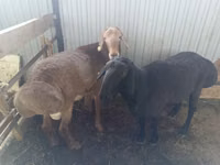 Vædder, Arashan sheep — foto 1