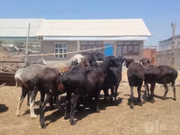 Sheep (batch, sex not specified), Sheep — photo 3