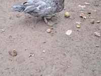 Ducks — الصورة 7