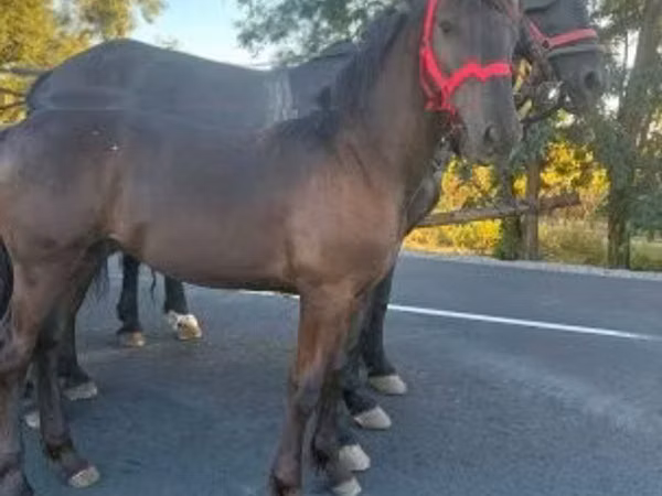 Kuda jantan, Horses — Hungary