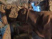 Cow, Cattle — photo 1