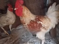 găini Shamo — foto 3