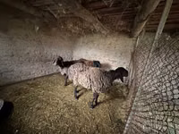 Ram, Rhon sheep — photo 5