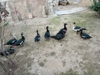 Ducks — تصویر 2