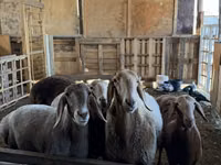 암양, Arashan sheep — 사진 3