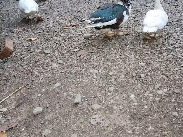 Ducks — Aserbaidschan