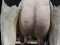 Vaca, Raza Holstein — foto 4