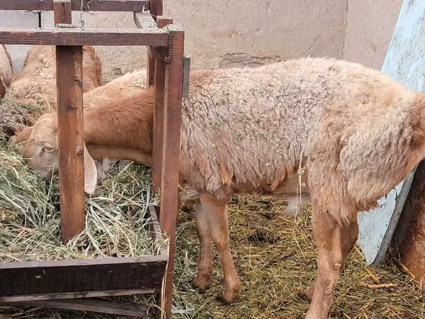 Widder, Arashan sheep — Kirgisistan