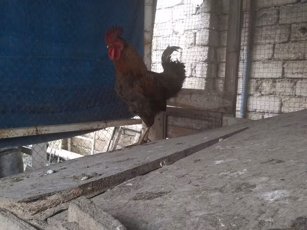 Chickens — جمهوری آذربایجان