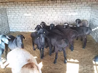 Ram, Sheep — photo 5