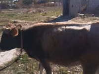 Sapi, Cattle — foto 1