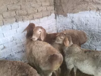 Vædder, Rhon sheep — foto 2