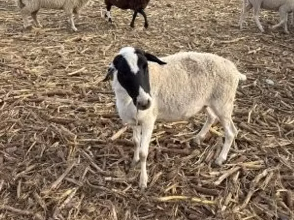 Sheep, Dorper sheep — Hungary