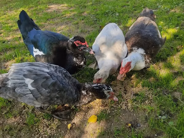 Ducks