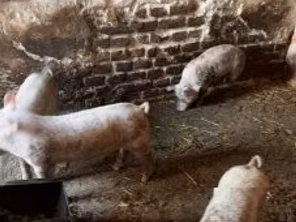 Babi (lot, jantina tidak dinyatakan), Pigs — Hungary