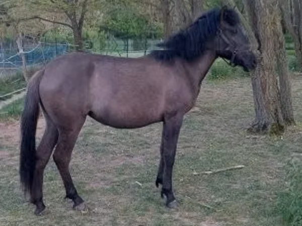 Кобила, Hucul pony — Унгария