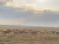 Sheep (batch, sex not specified), Sheep — photo 8