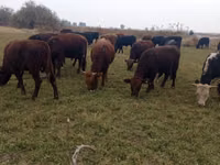 Banteng, Swiss cattle — foto 3