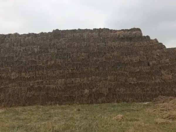 Խոտի տուկ խոտի տուկ