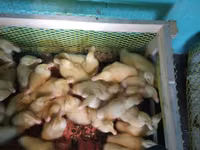 Ducks — foto 1