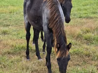 Азаргагүй морь, Rocky Mountain Horse — 7 зураг