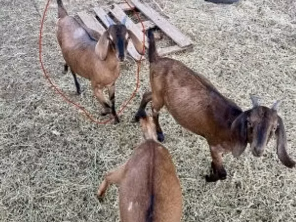 بز ماده, Nubian Goat