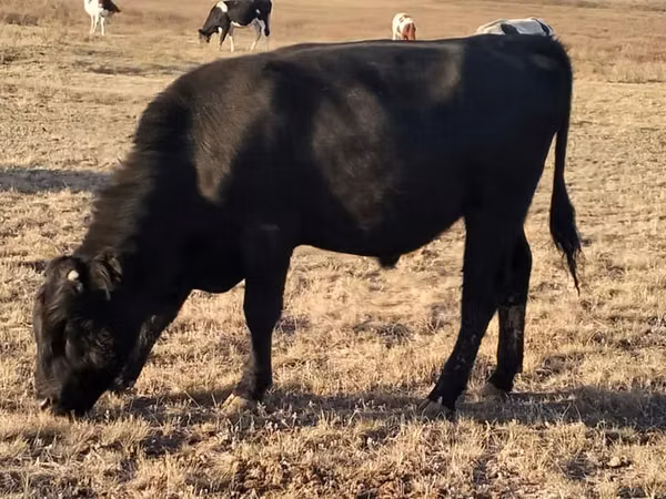 Bull, Aberdeen-Angus