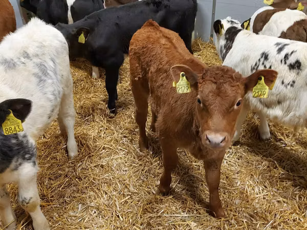 Bull, Limousin cow — Poland