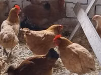 Chickens — 1 зураг