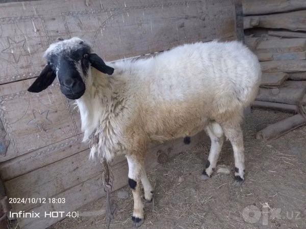 Kambing jantan, Blackheaded Persian sheep — Uzbekistan